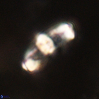 Gorkaea pomerolii VR 22647