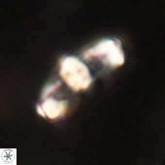 Gorkaea pomerolii VR 22647
