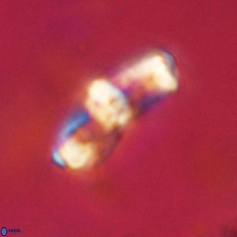 Gorkaea pomerolii VR 22648