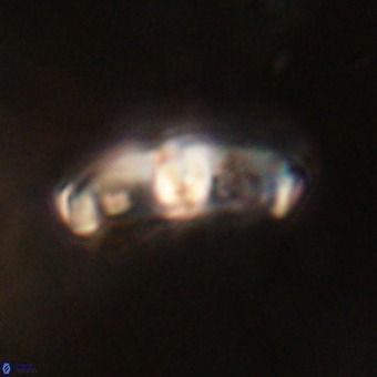 Gorkaea pomerolii VR 22655