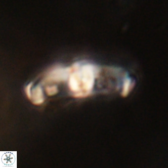 Gorkaea pomerolii VR 22655