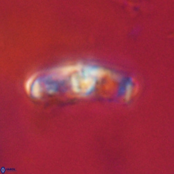 Gorkaea pomerolii VR 22657
