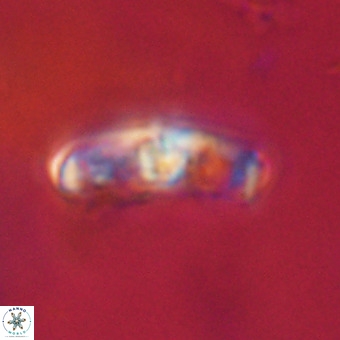 Gorkaea pomerolii VR 22657