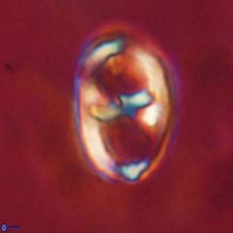 Gorkaea pomerolii VR 22659