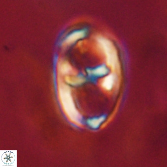 Gorkaea pomerolii VR 22659