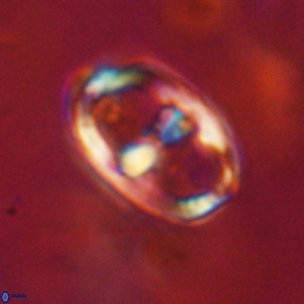 Gorkaea pomerolii VR 22660