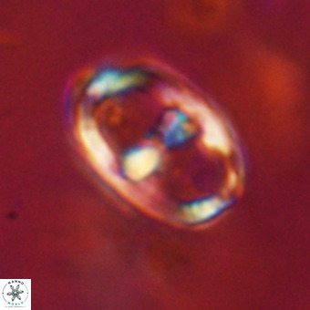 Gorkaea pomerolii VR 22660