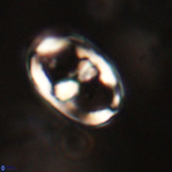 Gorkaea pomerolii VR 22661