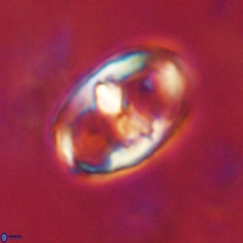 Gorkaea pomerolii VR 22663