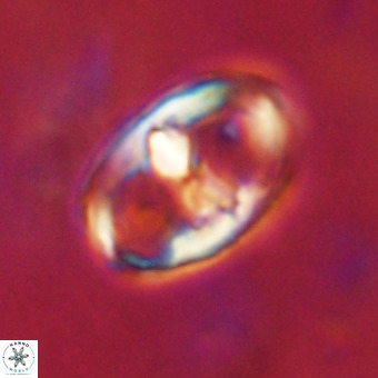 Gorkaea pomerolii VR 22663