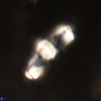 Gorkaea pomerolii VR 22629
