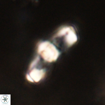 Gorkaea pomerolii VR 22629