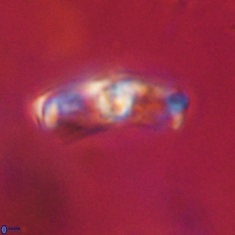 Gorkaea pomerolii VR 22631