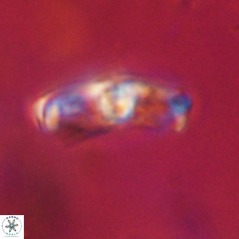 Gorkaea pomerolii VR 22631