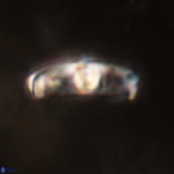 Gorkaea pomerolii VR 22632