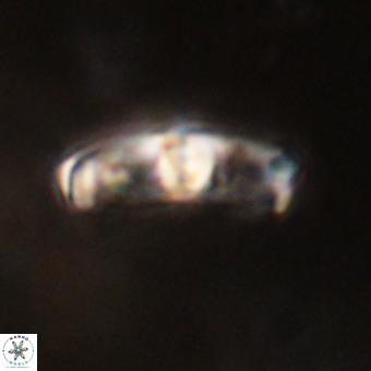 Gorkaea pomerolii VR 22632