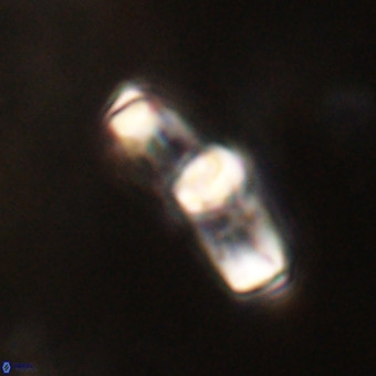 Gorkaea pomerolii VR 22634