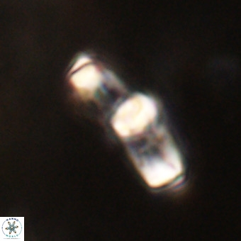 Gorkaea pomerolii VR 22634