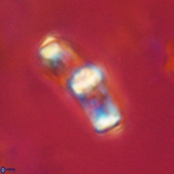 Gorkaea pomerolii VR 22635