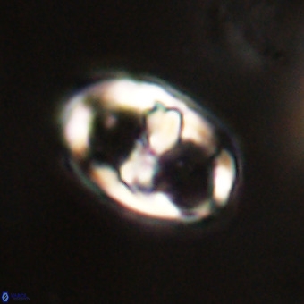 Gorkaea pomerolii VR 22638