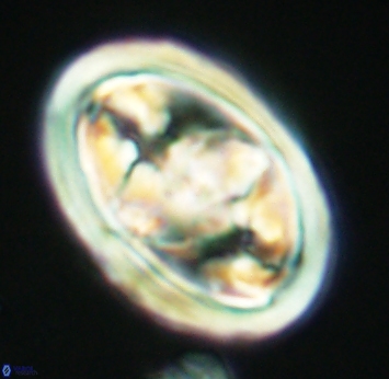 Gorkaea pseudanthophorus 2754