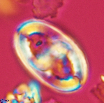 Gorkaea pseudanthophorus 3192