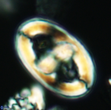 Gorkaea pseudanthophorus 3193