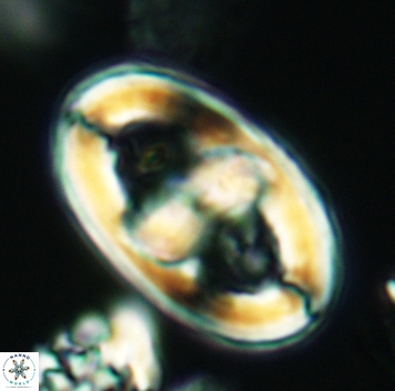 Gorkaea pseudanthophorus 3193