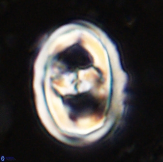 Gorkaea pseudanthophorus 36870