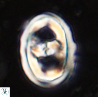 Gorkaea pseudanthophorus 36870