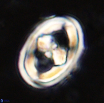 Gorkaea pseudanthophorus 36871