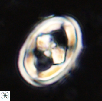 Gorkaea pseudanthophorus 36871