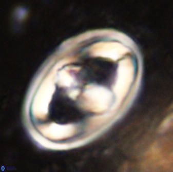 Gorkaea pseudanthophorus 38426