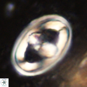 Gorkaea pseudanthophorus 38426