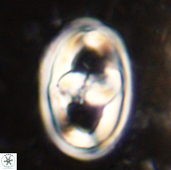 Gorkaea pseudanthophorus 38427