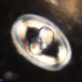 Gorkaea pseudanthophorus 38429