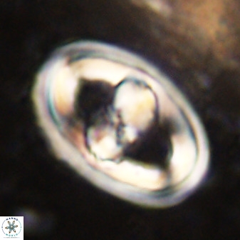 Gorkaea pseudanthophorus 38429