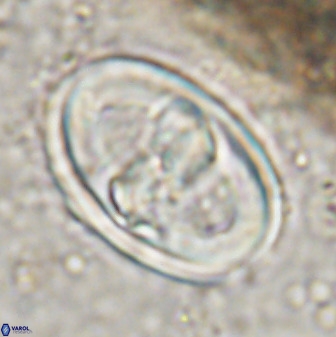 Gorkaea pseudanthophorus 38431