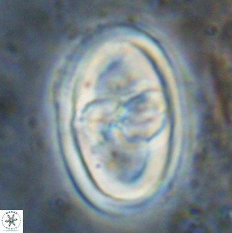 Gorkaea pseudanthophorus 38433