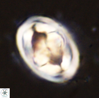 Gorkaea pseudanthophorus 48161