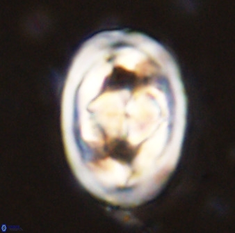 Gorkaea pseudanthophorus 48163