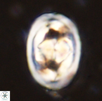 Gorkaea pseudanthophorus 48163