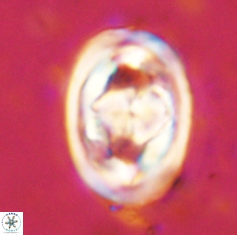 Gorkaea pseudanthophorus 48164