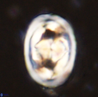 Gorkaea pseudanthophorus 48166