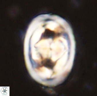Gorkaea pseudanthophorus 48166