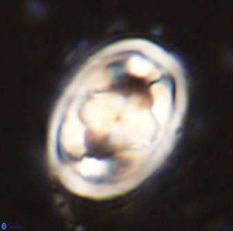 Gorkaea pseudanthophorus 48168