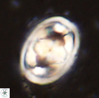 Gorkaea pseudanthophorus 48168