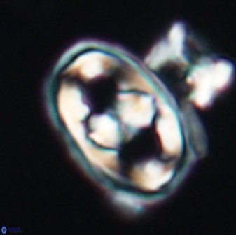 Gorkaea pseudanthophorus 6383