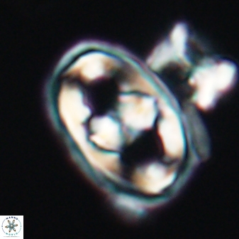 Gorkaea pseudanthophorus 6383