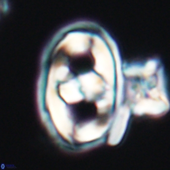 Gorkaea pseudanthophorus 6386